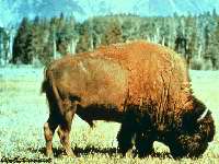 Bison